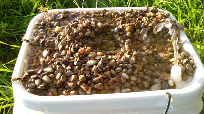 Bee Waterer