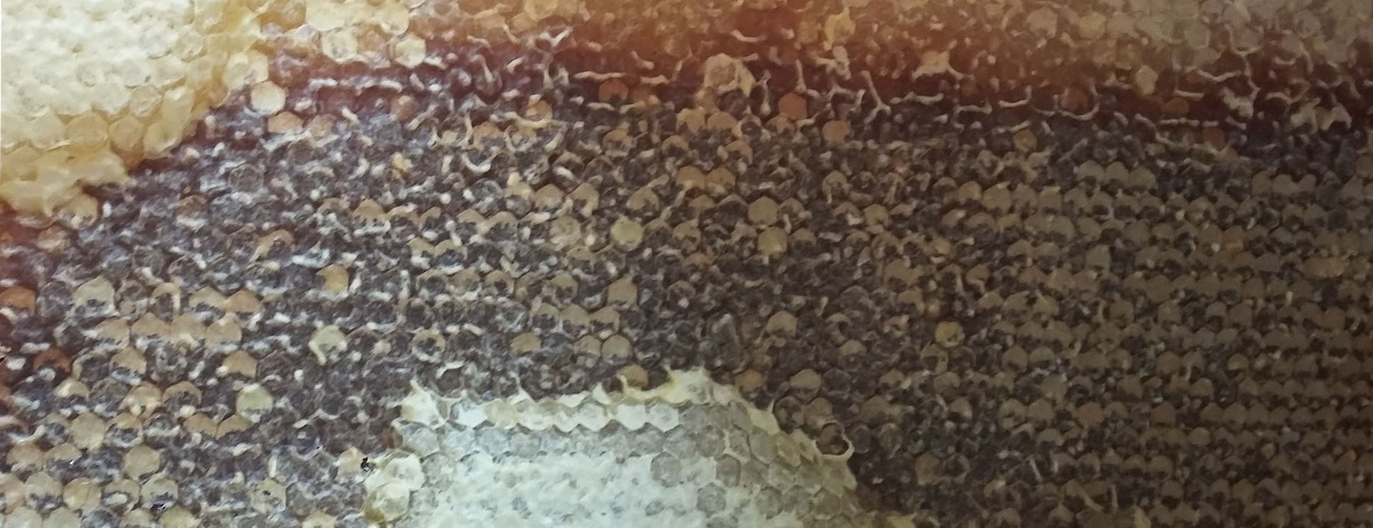 Frame of honey of different colors